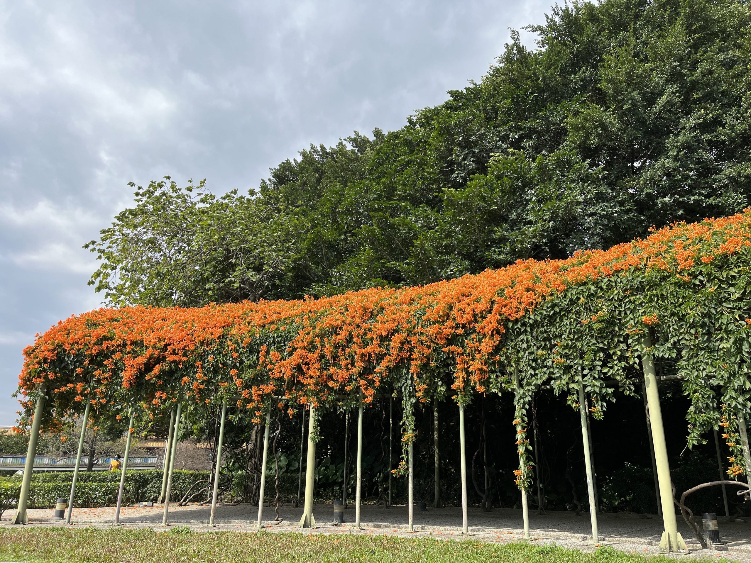 炮仗花開了 花博圓山園區出現橘黃瀑布